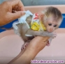Fotos del anuncio: Mono capuchino en adopcin