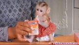 Fotos del anuncio: Mono capuchino en adopcin
