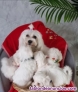 Fotos del anuncio: Excelentes cachorritos bichon maltes toy