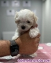 Fotos del anuncio: Cachorritos bichon maltes toy