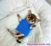 Chihuahua toy cachorros