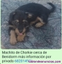 Razas pequeñas adultos y cachorros
