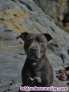 Busco perra para monta pitbull
