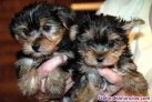 Cachorros yorkshire €150 machos y hembras