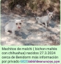 Preciosos cachorros de malchi 