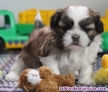 Regalo Preciosos cachorros de Shih Tzu