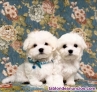 Adopcion cachorros bichon maltes,machos y hembras disponible, 