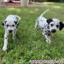 Regalo cachorros Dlmatas (+34631976604) whatsapp