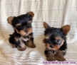 Regalo Preciosos cachorros de Yorkshire Terrier#