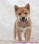 Regalo hermosa shiba inu cachorros mi whatsapp