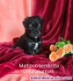 Maltipoo hembra 698274525 