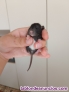 Ratitas