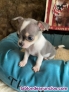 Chihuahua cachorros 