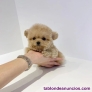 Cachorros Bichon maltes toy(Whatsapp +34604362869)