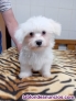 Fotos del anuncio: Cachorrito bichon malts macho