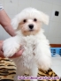 Fotos del anuncio: Cachorrito bichon malts macho