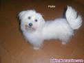 Fotos del anuncio: Cachorrito bichon malts macho