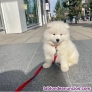 Regalo Magnifico Cachorros Samoyedo +34611369121