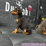 Adorables cachorros doberman+34611369121