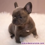 Cachorros de bulldog francés