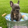 Blue bulldog frances cachorros 