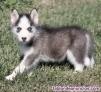 CACHORROS HUSKY SIBERIANO whatsapp ((+34603360473))