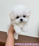 Cachorros Bichon maltes toy