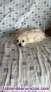 Disponible Camada Bichon Maltes