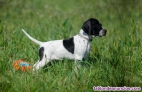 Regalo de cachorros -perro pointer,+34611369121