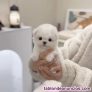 Camada de Regalo de Cachorros BICHON MALTS +34611369121