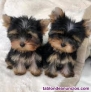 Yorkshire Terrier Mini Toy Puppies de regalo +34611369121