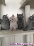 Camada de raza British shorthair
