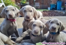 Cachorros de raza braco de wiemar o weimaraner