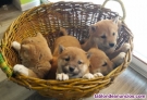 Preciosos cachorros de raza Shiba Inu 