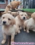 Fotos del anuncio: Cachorros de Golden Retriever pura raza 