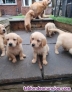 Fotos del anuncio: Cachorros de Golden Retriever pura raza 