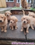 Fotos del anuncio: Cachorros de Golden Retriever pura raza 