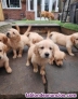 Fotos del anuncio: Cachorros de Golden Retriever pura raza 