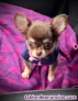 Chihuahua cachorros Texto : 691110490