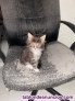 Cachorros Maine Coon