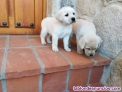 Regalar cachorros labrador +34611369121