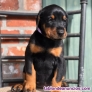 Regalo Excelentes cachorros Doberman +34611369121