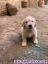 Ultimos cachorros golden retriever