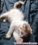 Preciosos gatitos pequeños buscan hogar