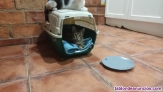 Se dan gatitos en adopcion