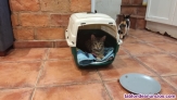 Fotos del anuncio: Se dan gatitos en adopcion