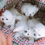 Regalo cachorros de bichon maltes mini toy