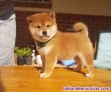 Cachorro shiba inu macho y hembra para adopción