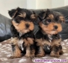 Regalo cachorros de yorkshire terrier mini toy