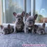 Cachorros de bulldog francés para regalo whatsapp